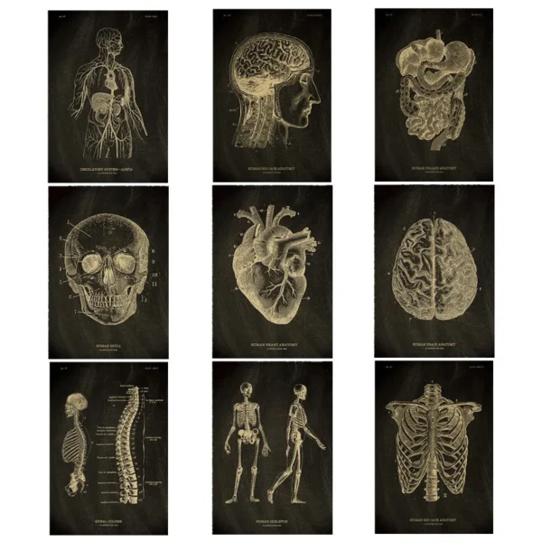 The Body Structure Anatomical Skeleton Chalkboard Vintage Poster Medical Room Decor Painting Wall Art Kraft Paper Posters